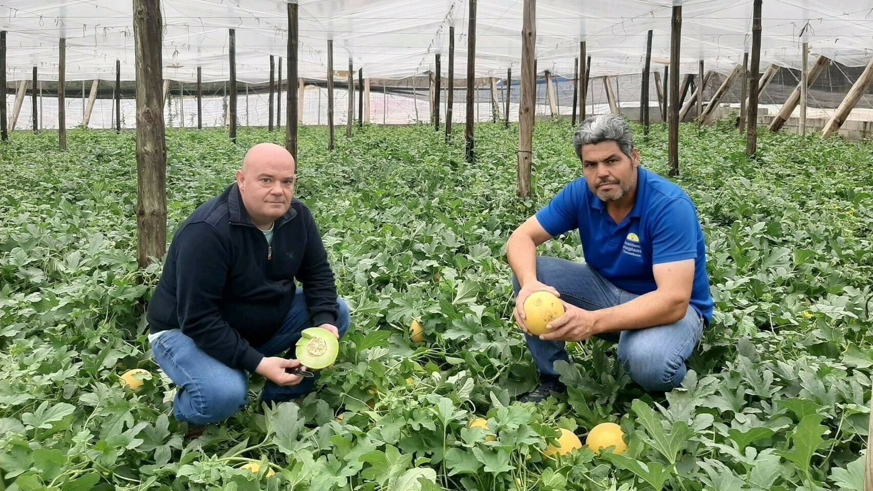 semillas-fito-melon-Grazalema|semillas-fito-melon-Grazalema|semillas-fito-melon-Grazalema